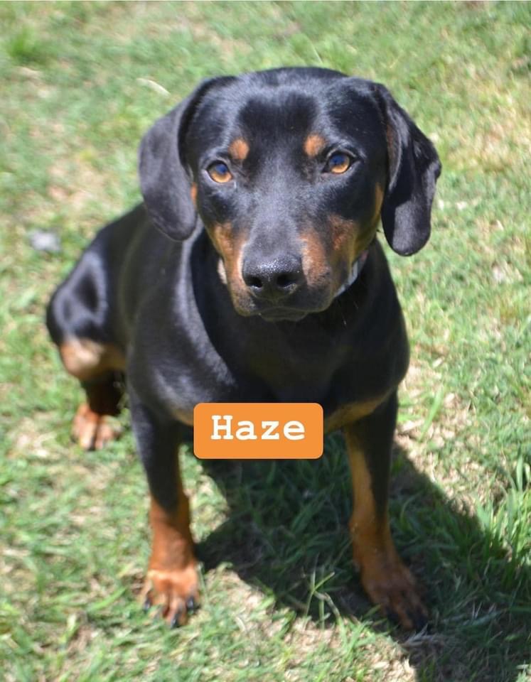 Haze, Adopted, Young Male Dachshund.