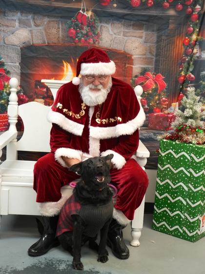 Charlie~ READ MY STORY!, Adoptable, Adult Male Labrador Retriever & Shepherd.