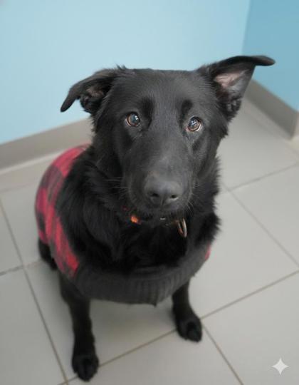 Enlarge Charlie~ READ MY STORY!, a Adoptable mixed breed in Bowling Green, KY image 2/2