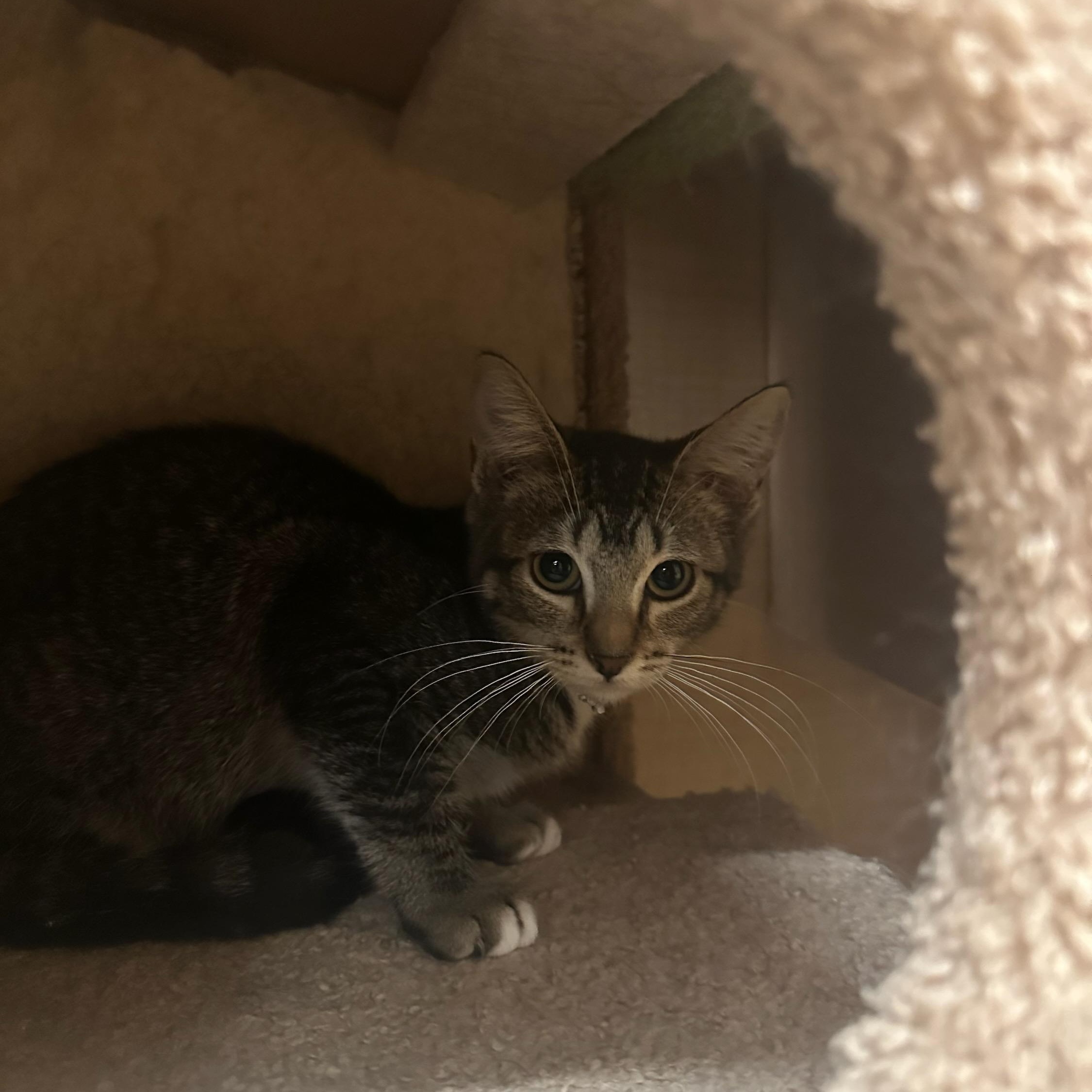 Enlarge Lamb Chop, a ADOPTABLE Domestic Short Hair in SCOTTSDALE, AZ image 1/1
