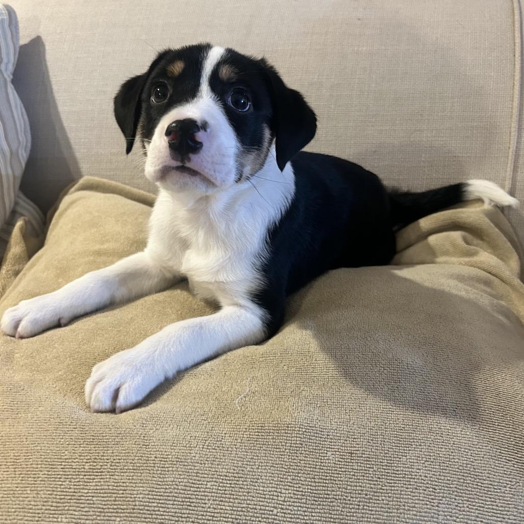 WAYLON, Adoptable, Puppy Male Bernese Mountain Dog.