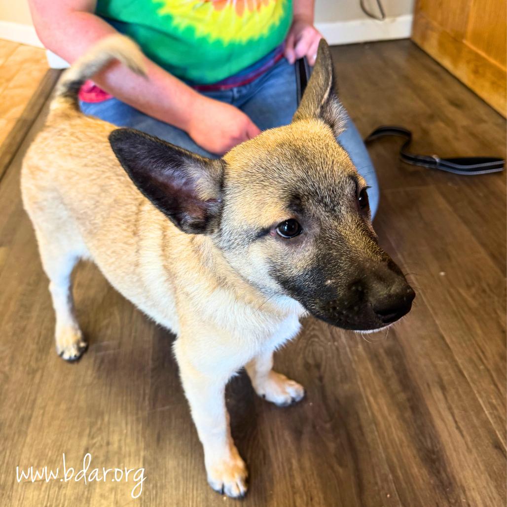 Cooper, Adoptable, Puppy Male Cattle Dog & Keeshond.
