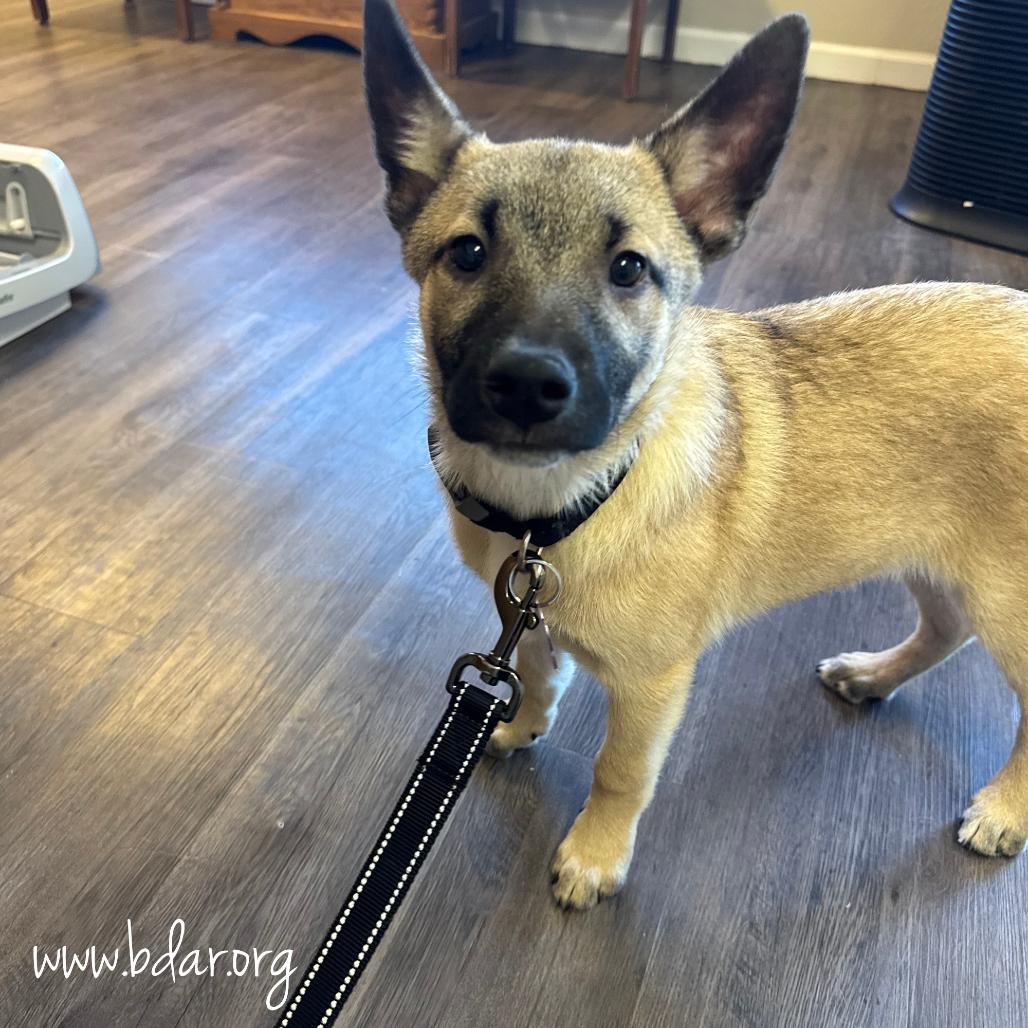 Enlarge Cooper, a Adoptable mixed breed in Cheyenne, WY image 2/2