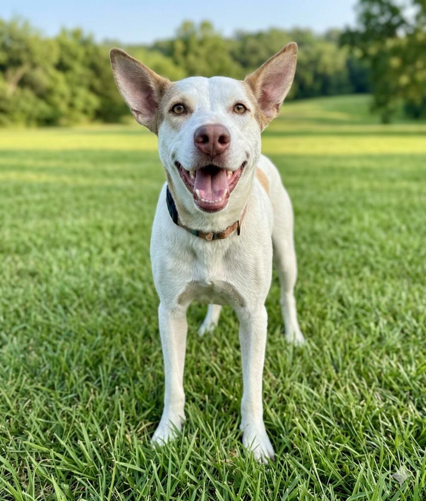 Enlarge Declan, a Adoptable mixed breed in Luling, TX image 3/5