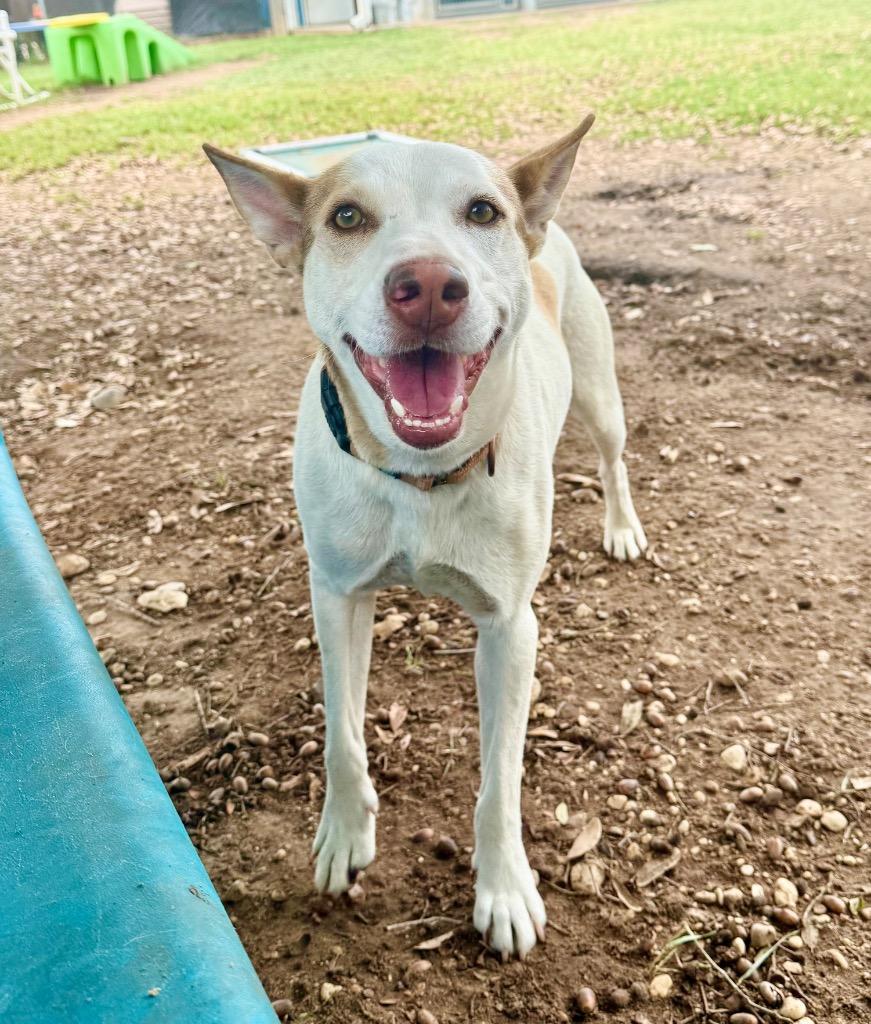 Enlarge Declan, a Adoptable mixed breed in Luling, TX image 1/4