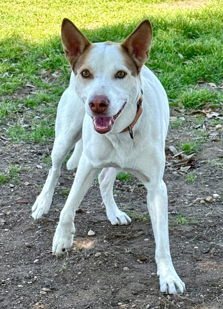 Enlarge Declan, a Adoptable mixed breed in Luling, TX image 4/4