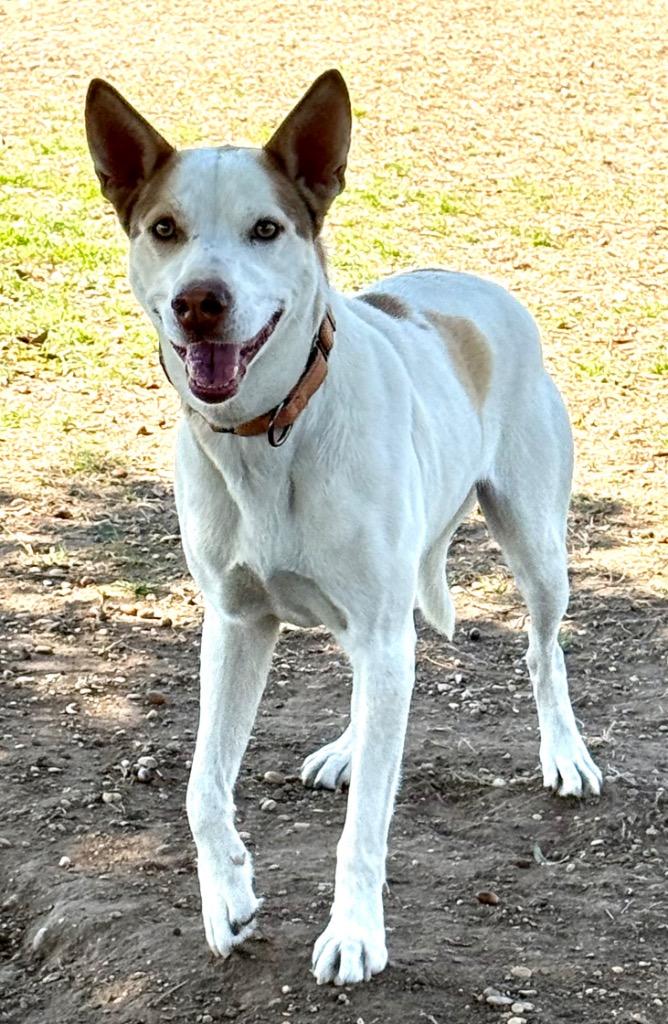 Enlarge Declan, a Adoptable mixed breed in Luling, TX image 4/5