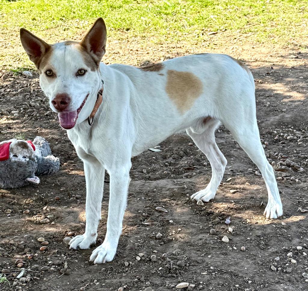 Enlarge Declan, a Adoptable mixed breed in Luling, TX image 5/5