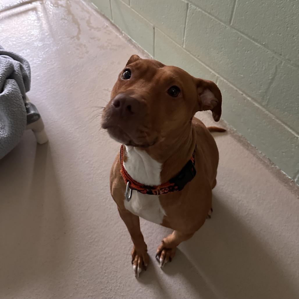 Enlarge Ari (In Foster), a Adoptable Mixed Breed in Vineland, NJ image 1/4