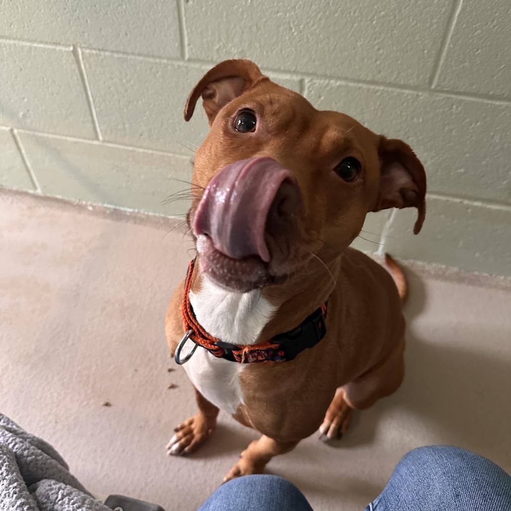 Ari (In Foster), Adoptable, Adult Female Mixed Breed.