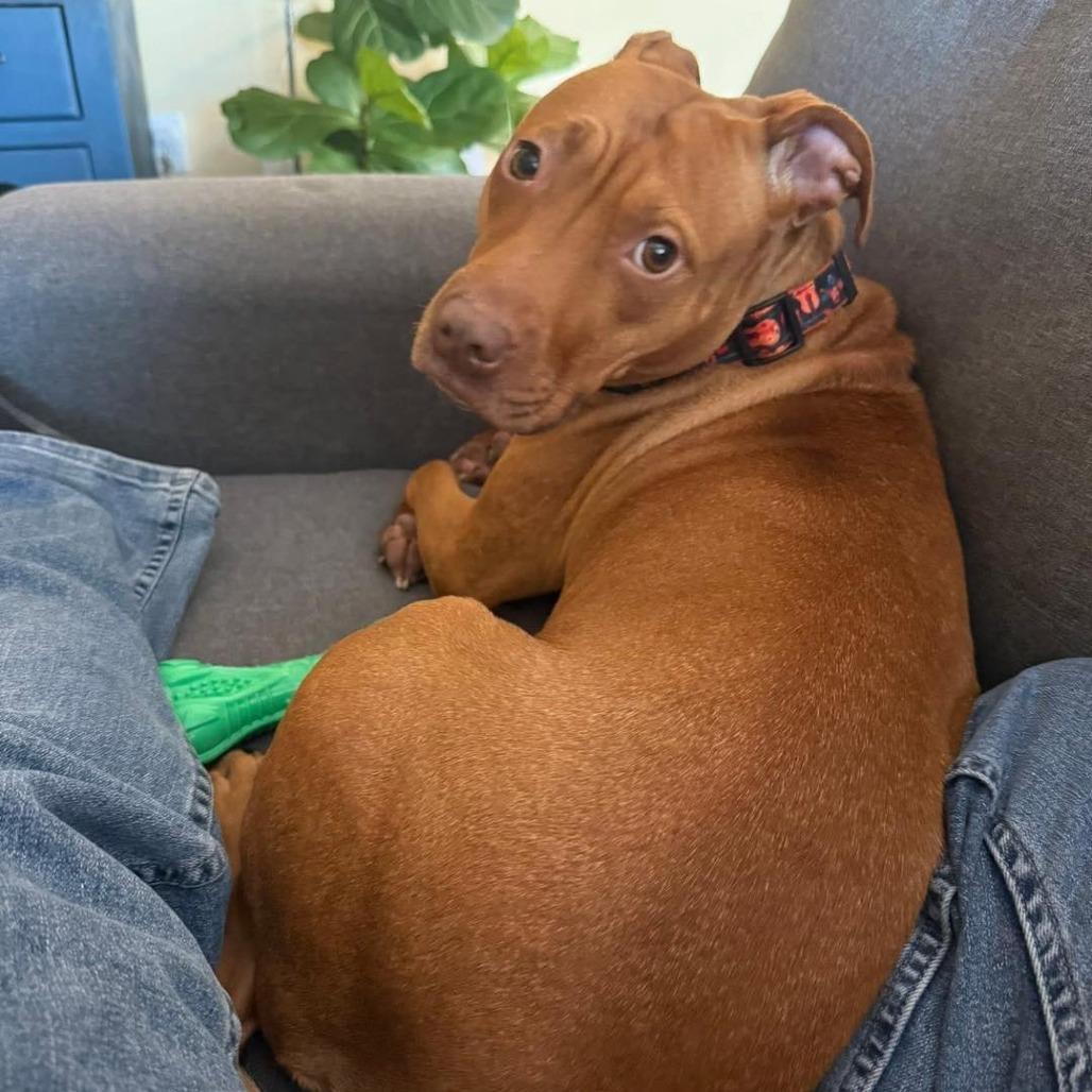 Enlarge Ari (In Foster), a Adoptable Mixed Breed in Vineland, NJ image 1/3