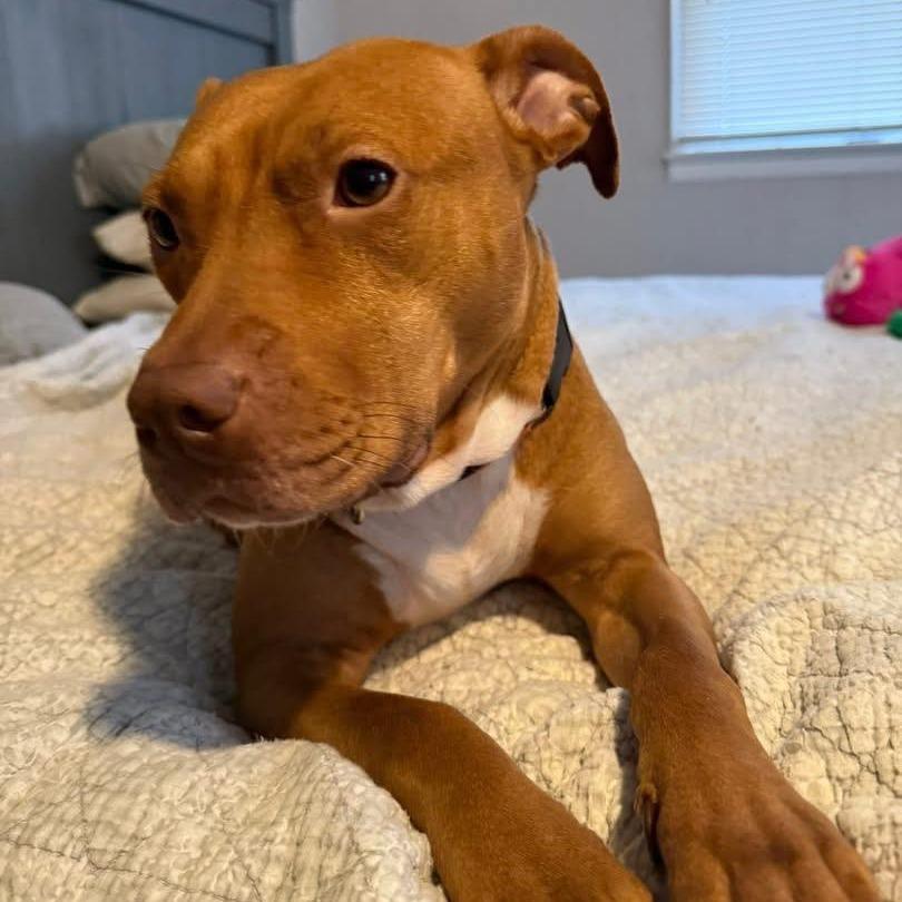 Enlarge Ari (In Foster), a Adoptable Mixed Breed in Vineland, NJ image 3/4