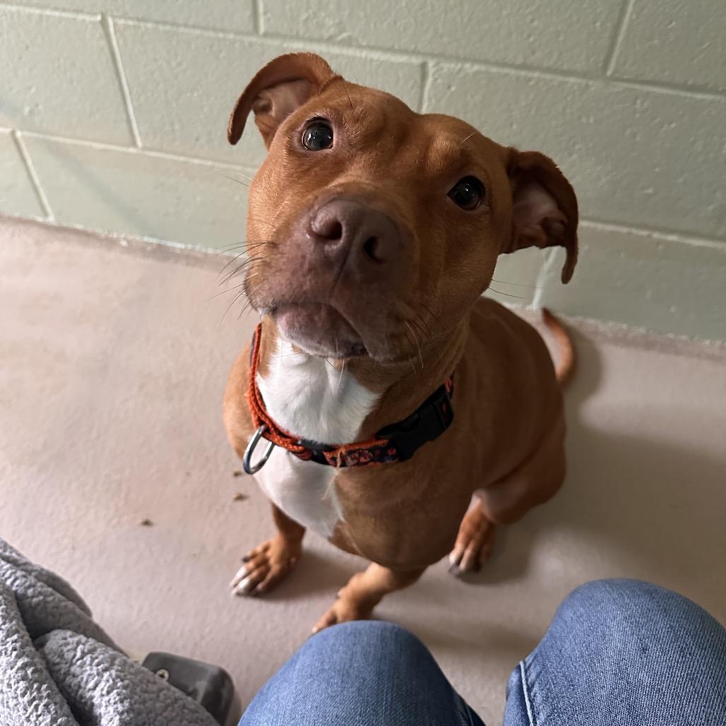 Enlarge Ari (In Foster), a Adoptable Mixed Breed in Vineland, NJ image 3/4