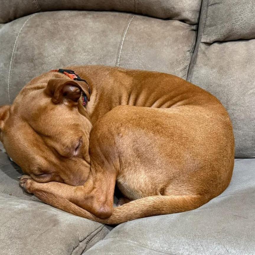 Enlarge Ari (In Foster), a Adoptable Mixed Breed in Vineland, NJ image 3/3