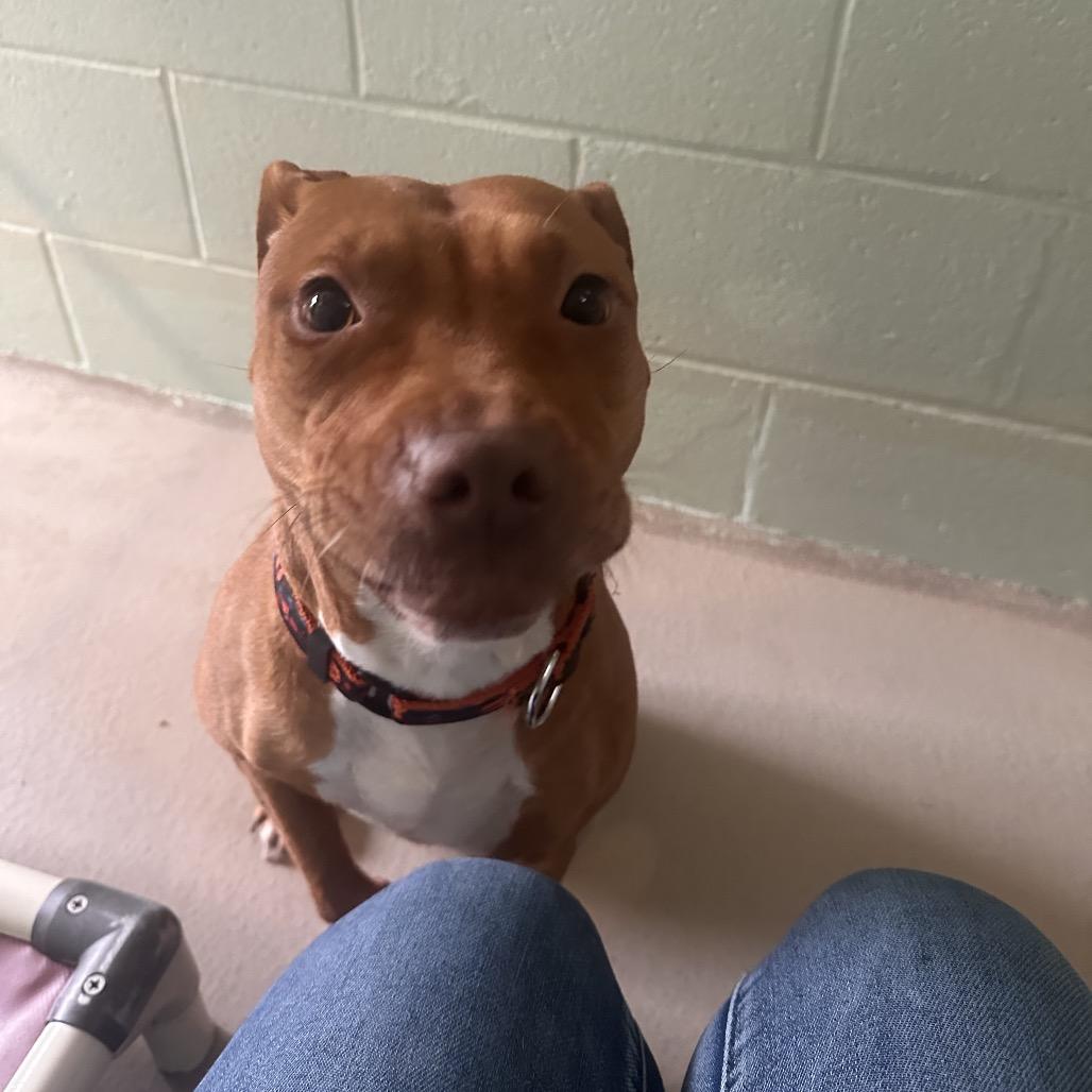 Enlarge Ari (In Foster), a Adoptable Mixed Breed in Vineland, NJ image 4/4