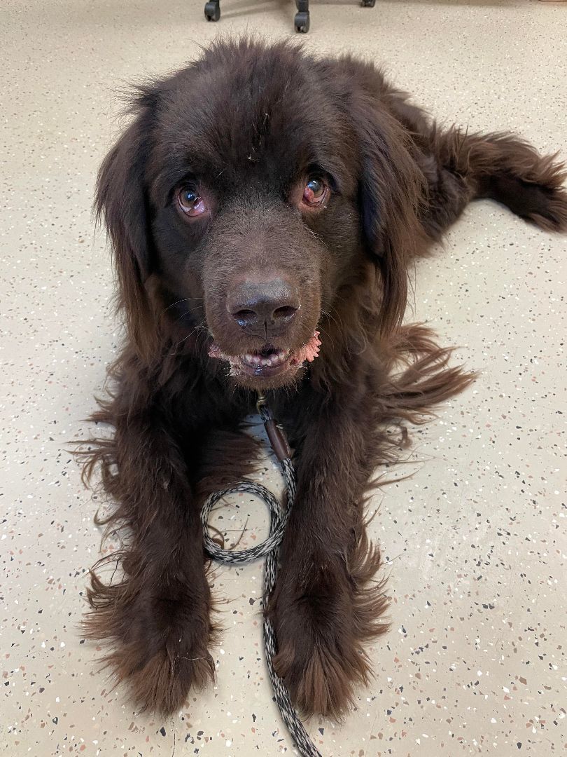 Brody, an adoptable Newfoundland Dog in North Branch, MN, 55056 | Photo Image 6