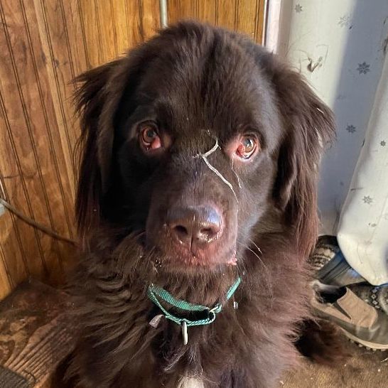 Brody, an adoptable Newfoundland Dog in North Branch, MN, 55056 | Photo Image 1