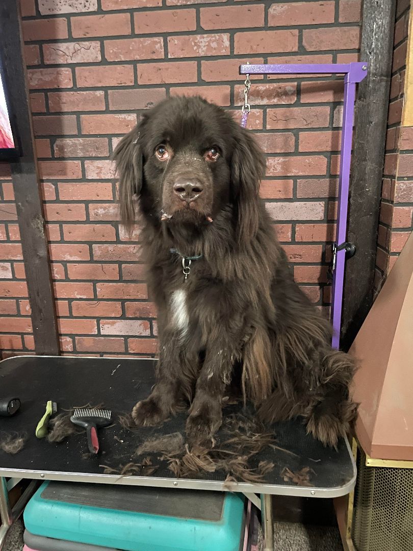 Brody, an adoptable Newfoundland Dog in North Branch, MN, 55056 | Photo Image 5