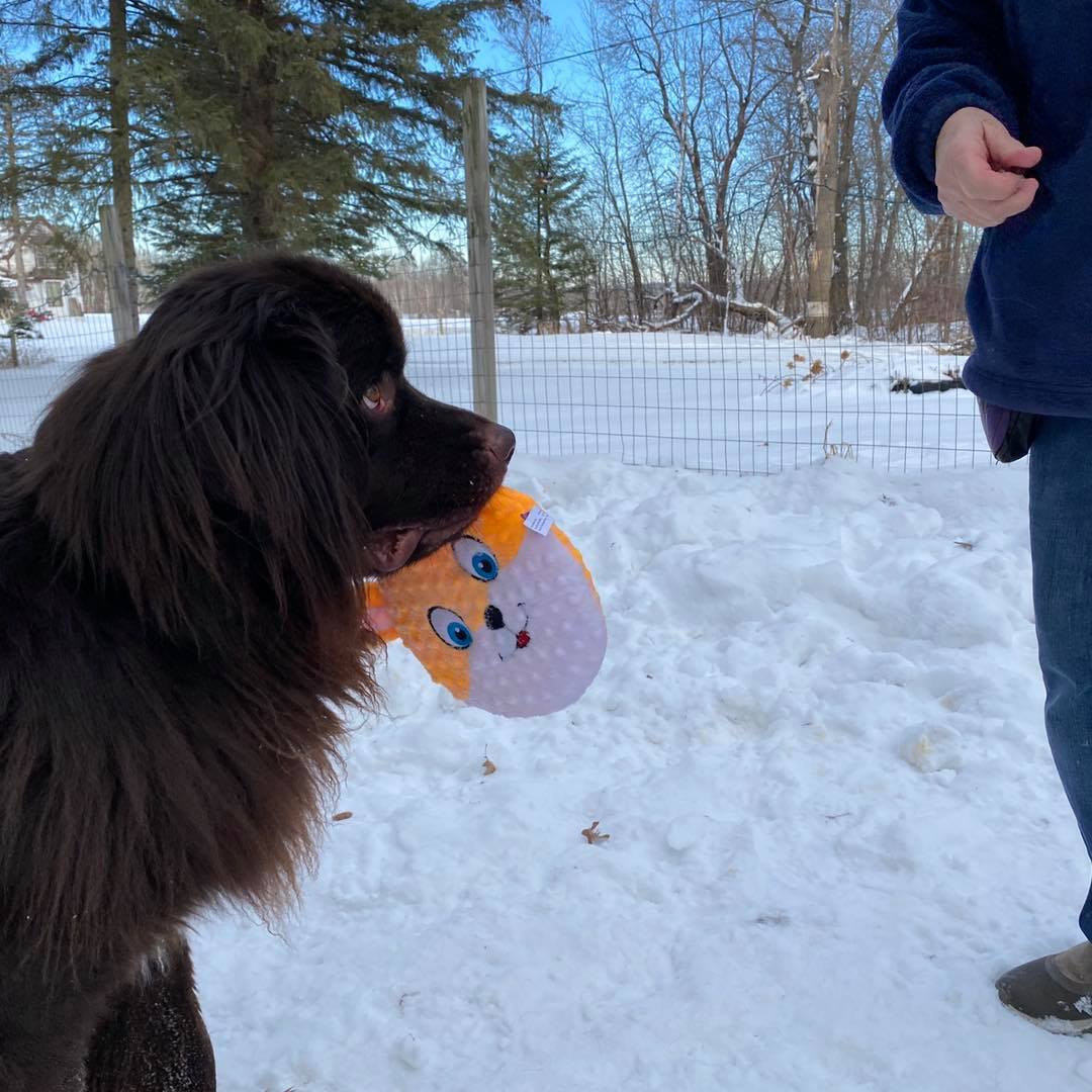 Brody, an adoptable Newfoundland Dog in North Branch, MN, 55056 | Photo Image 2