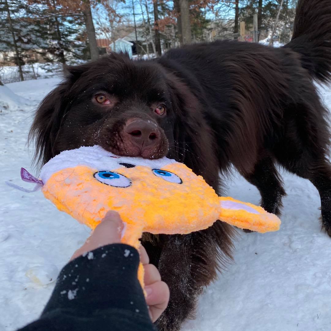 Brody, an adoptable Newfoundland Dog in North Branch, MN, 55056 | Photo Image 3
