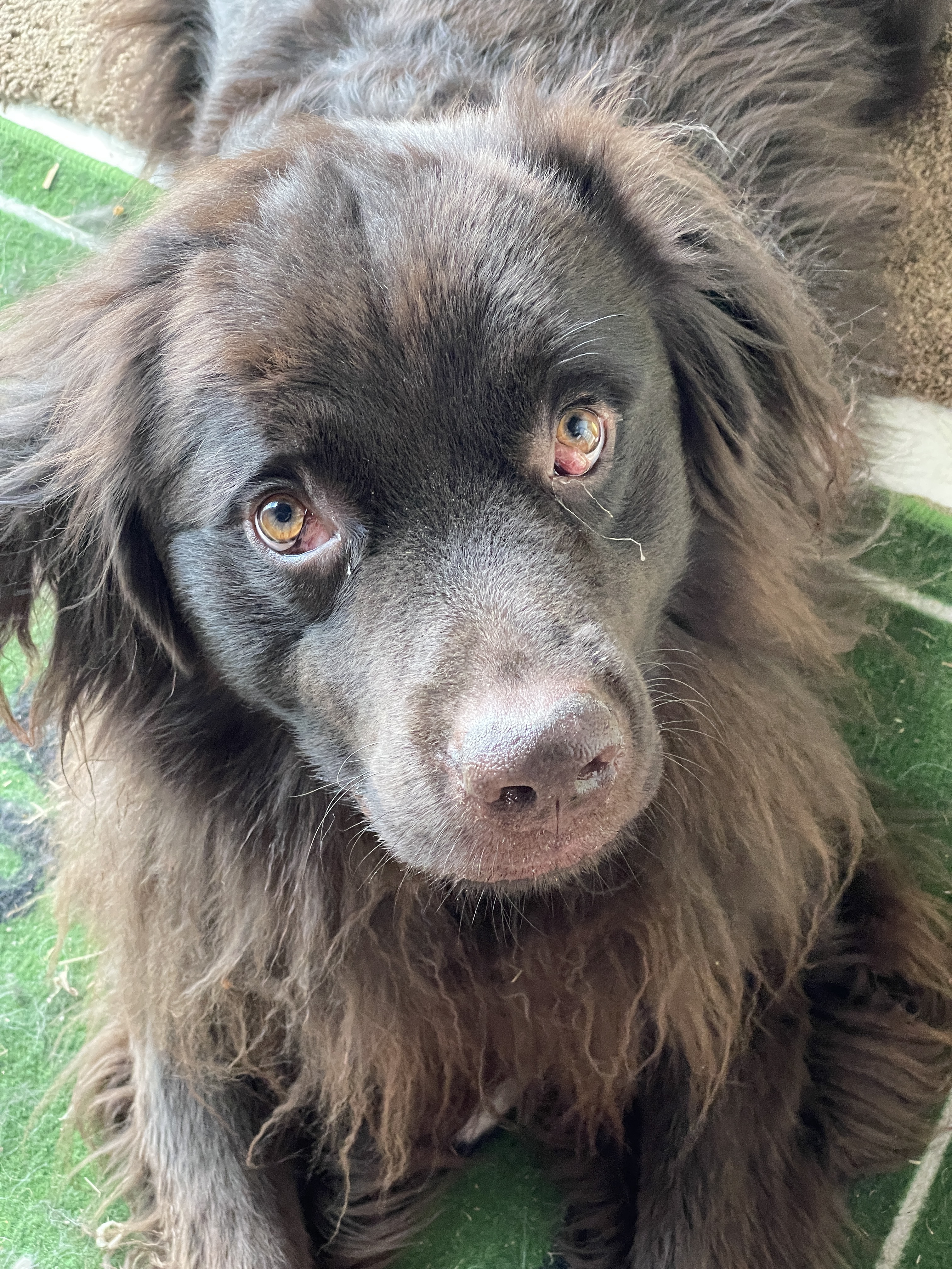 Brody, an adoptable Newfoundland Dog in North Branch, MN, 55056 | Photo Image 4