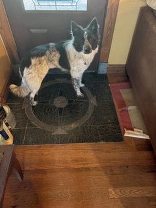 Enlarge Wren, a ADOPTABLE mixed breed in Batesville, VA image 4/5