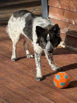 Enlarge Wren, a ADOPTABLE mixed breed in Batesville, VA image 5/5
