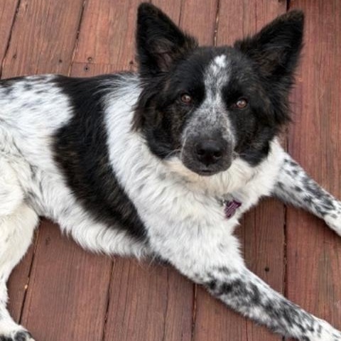 Enlarge Wren, a ADOPTABLE mixed breed in Culpeper, VA image 6/6