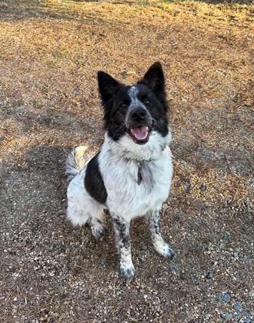 Wren, ADOPTABLE, Adult Female Border Collie.