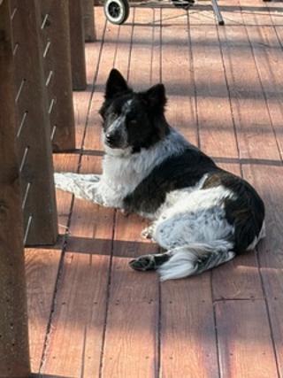 Enlarge Wren, a ADOPTABLE mixed breed in Batesville, VA image 3/5