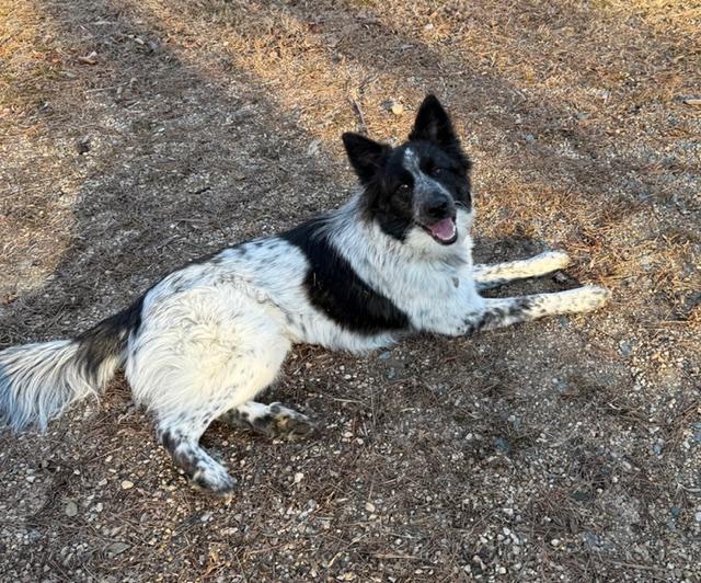 Enlarge Wren, a ADOPTABLE mixed breed in Culpeper, VA image 5/6