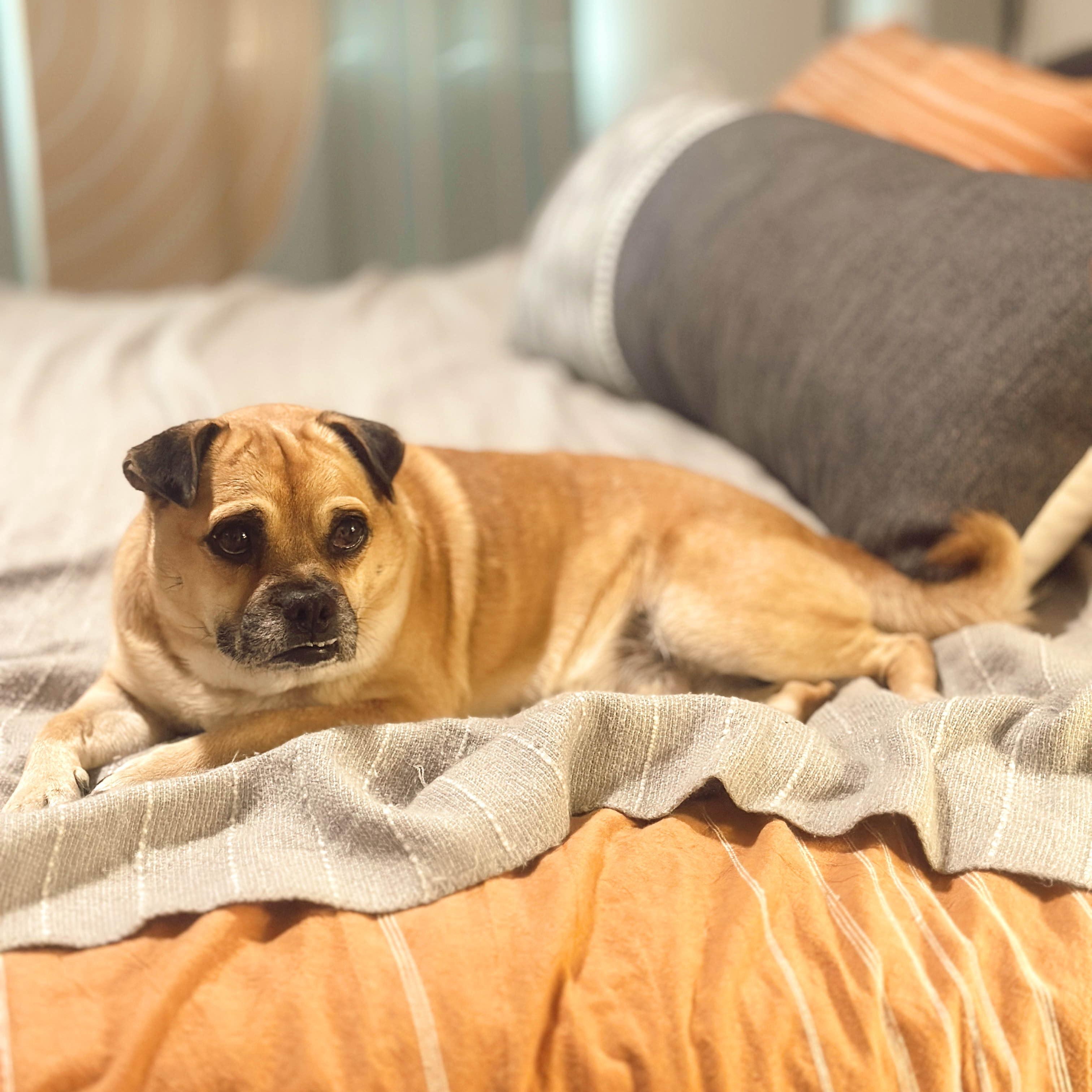 Enlarge Conway Twitty, an adopted mixed breed in Portland, OR image 3/6