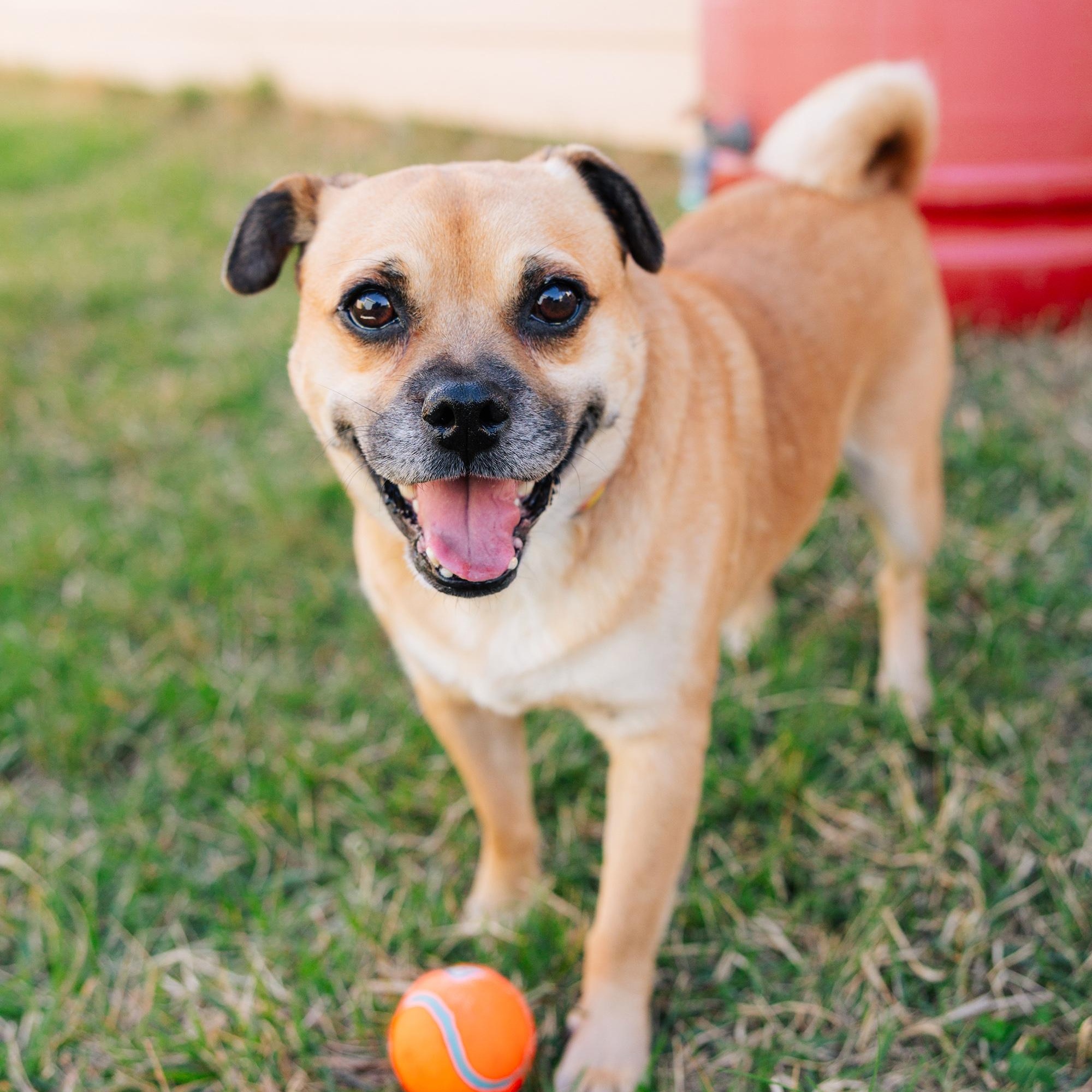 Enlarge Conway Twitty, an adopted mixed breed in Portland, OR image 1/6