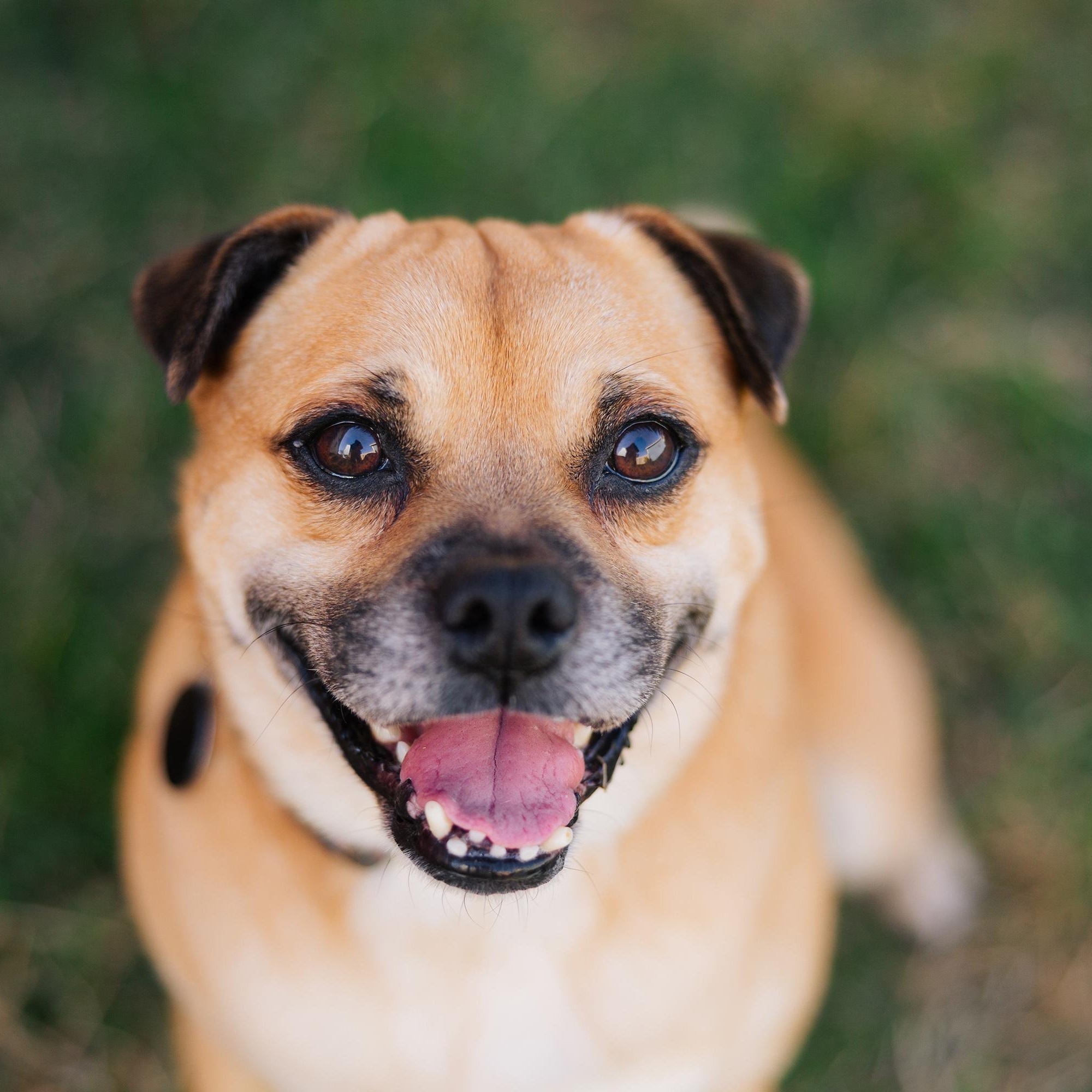 Enlarge Conway Twitty, an adopted mixed breed in Portland, OR image 2/6