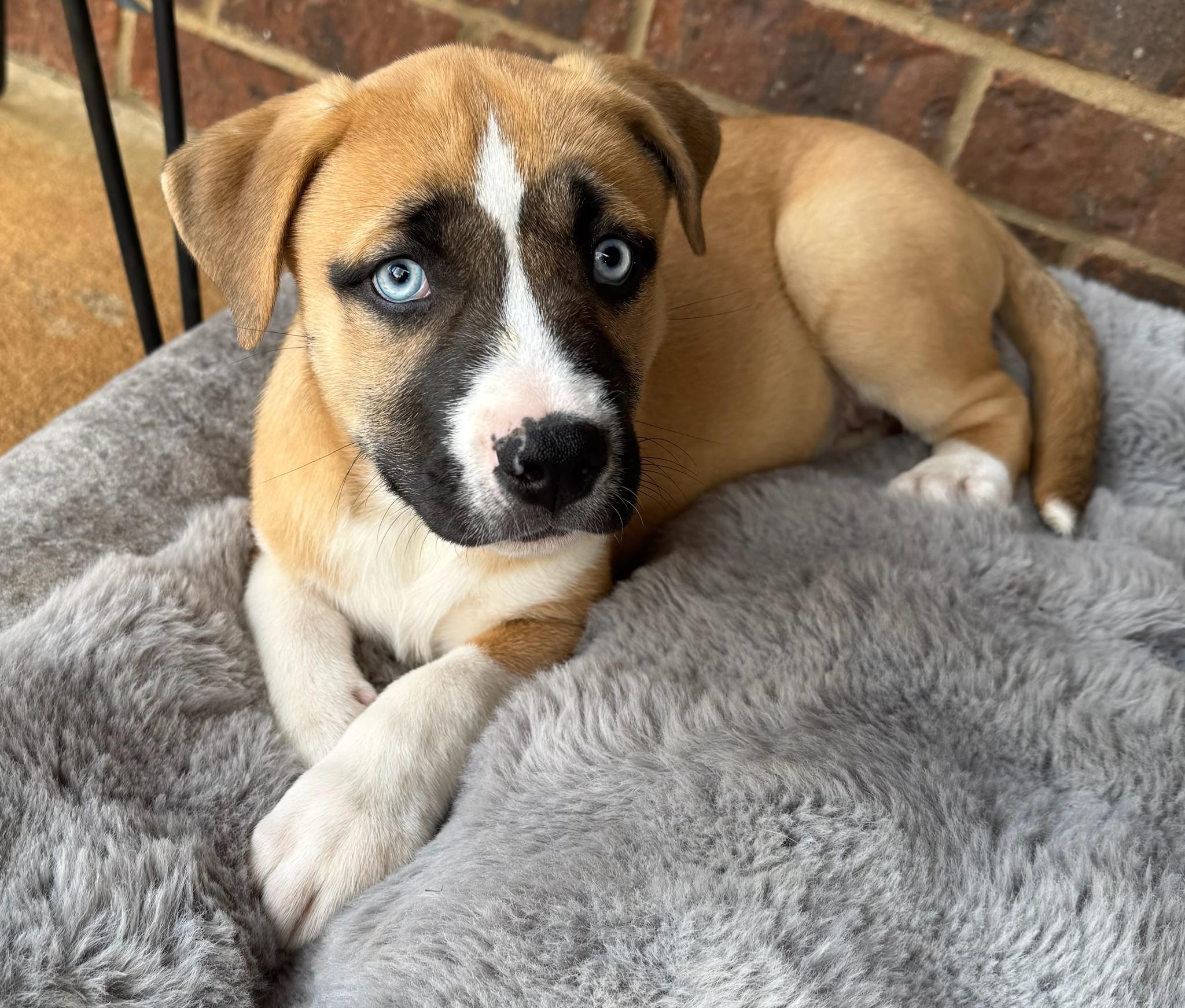 Enlarge Ember, a Adoptable mixed breed in Calera, AL image 4/6