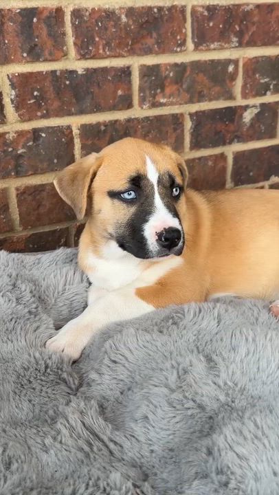 Enlarge Ember, a Adoptable mixed breed in Calera, AL video 6/6