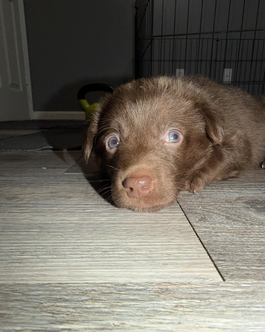 Photo of Petri