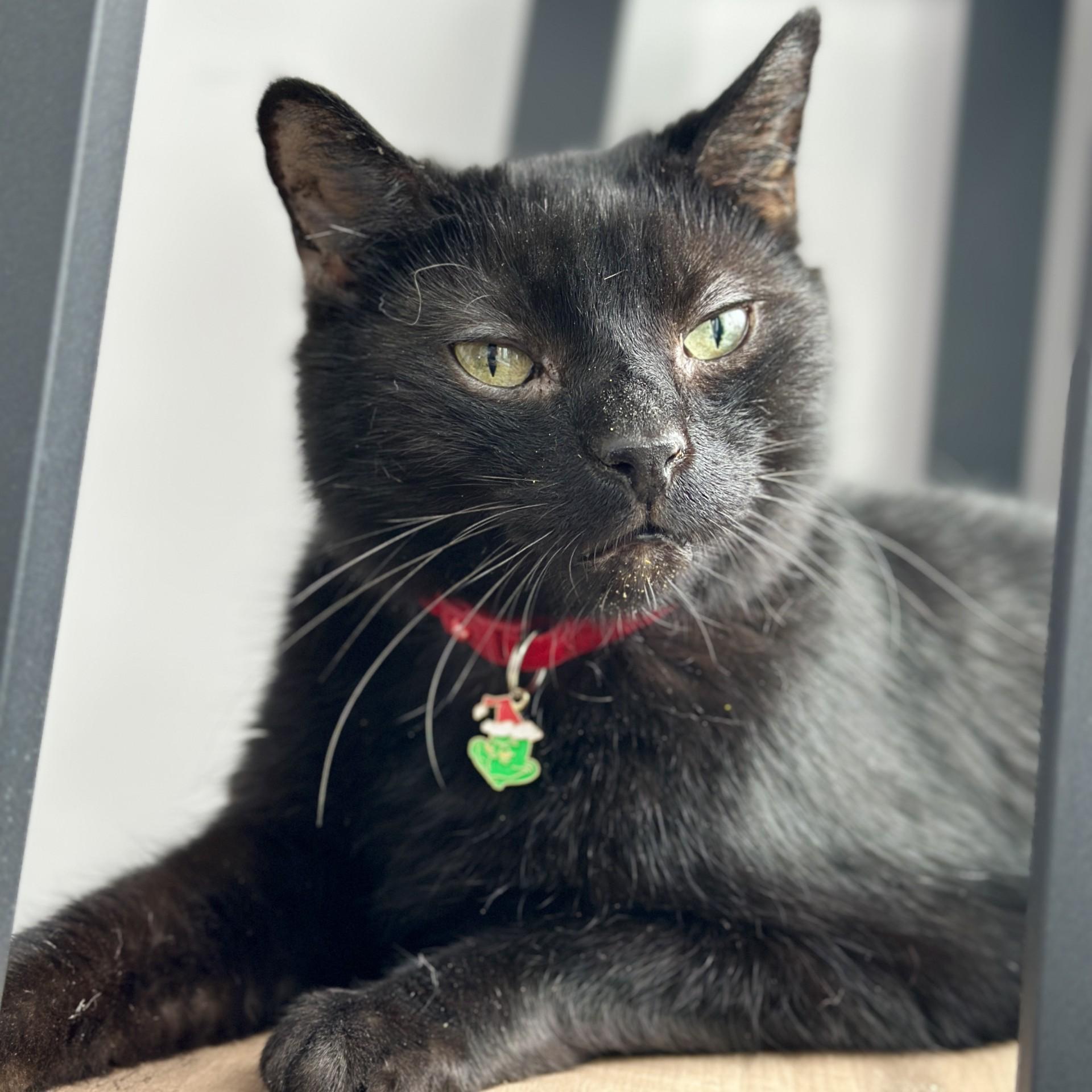 Gomez, an adoptable Domestic Short Hair in Victor, NY image 5/6
