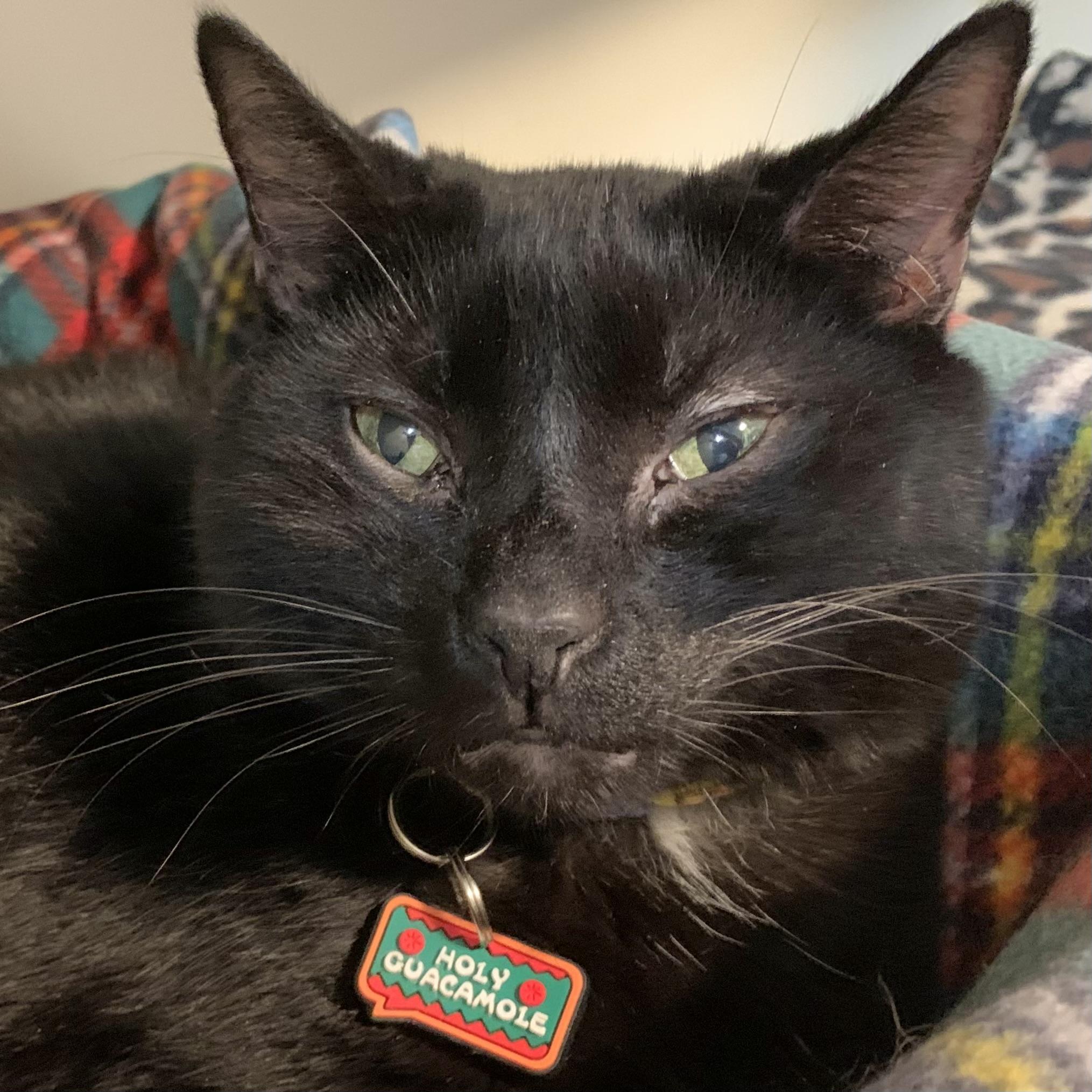 Gomez, a Adoptable Domestic Short Hair in Victor, NY image 4/6