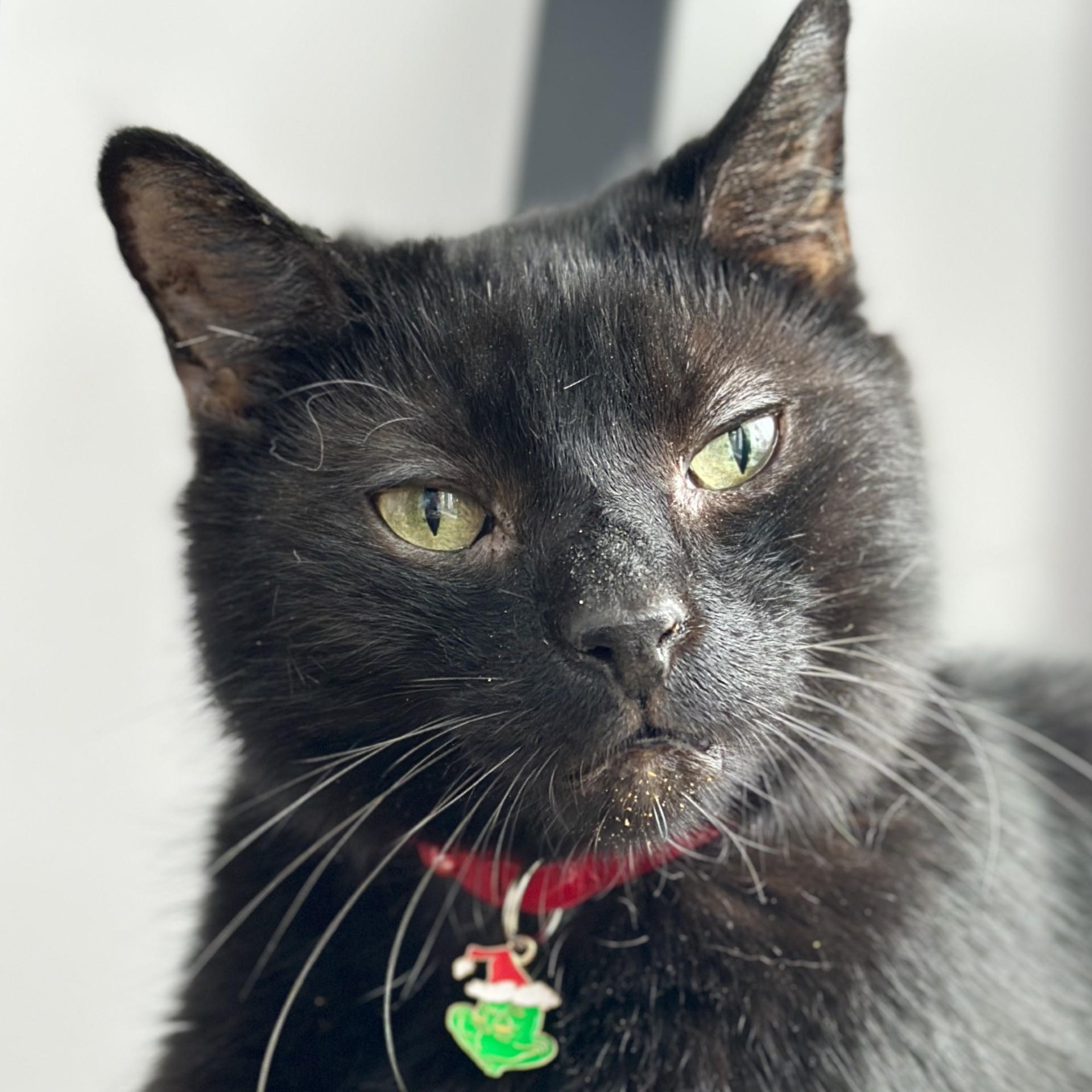 Gomez, adoptable, Senior Male Domestic Short Hair.
