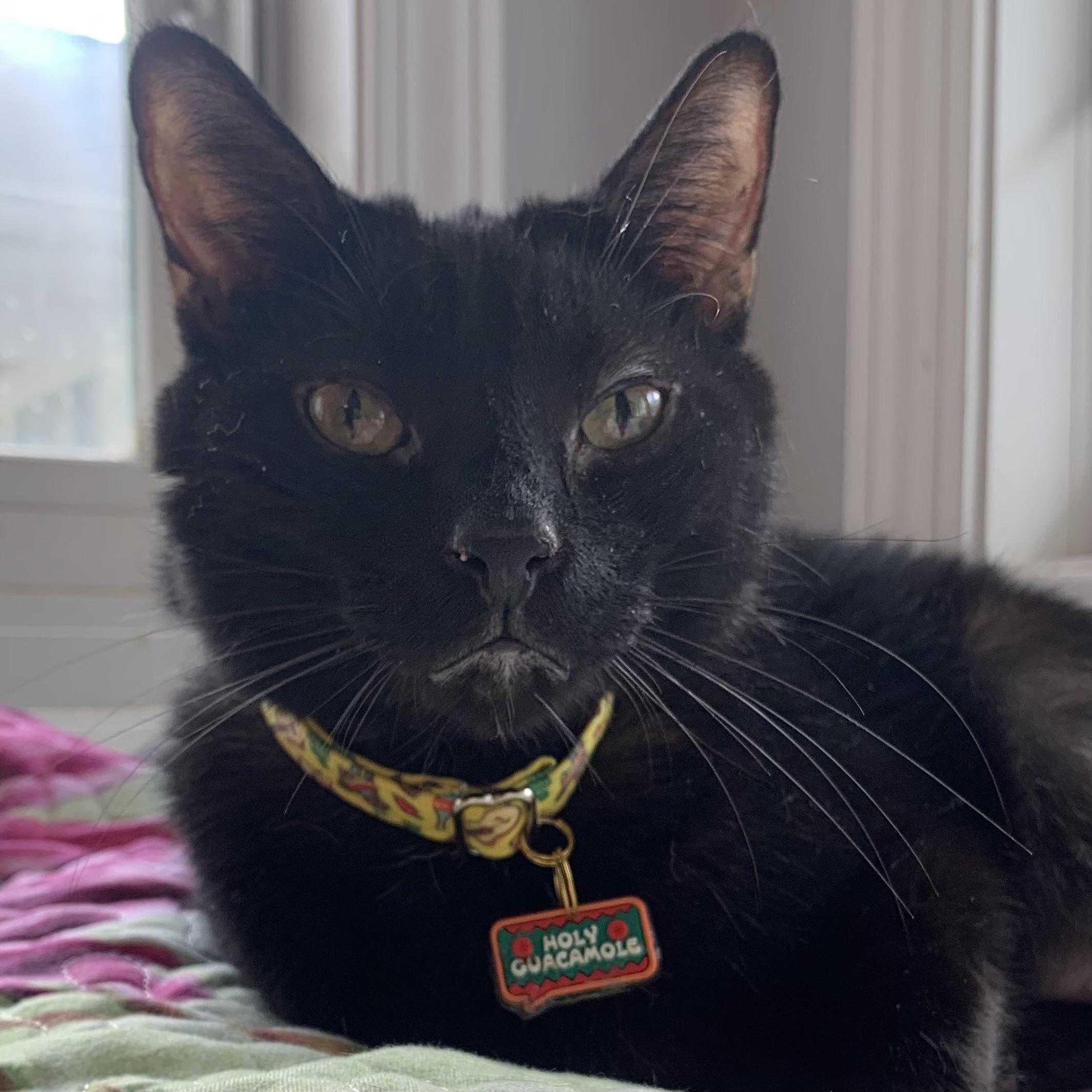 Gomez, a Adoptable Domestic Short Hair in Victor, NY image 3/6