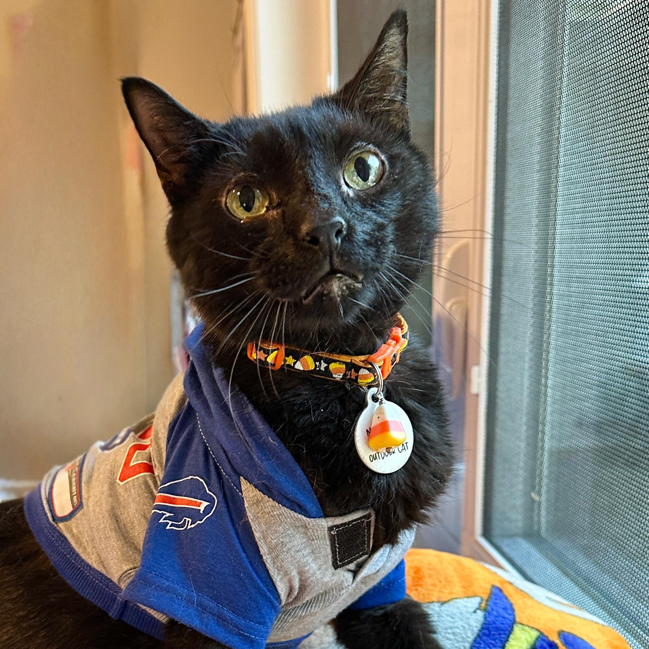 Gomez, adoptable, Senior Male Domestic Short Hair.