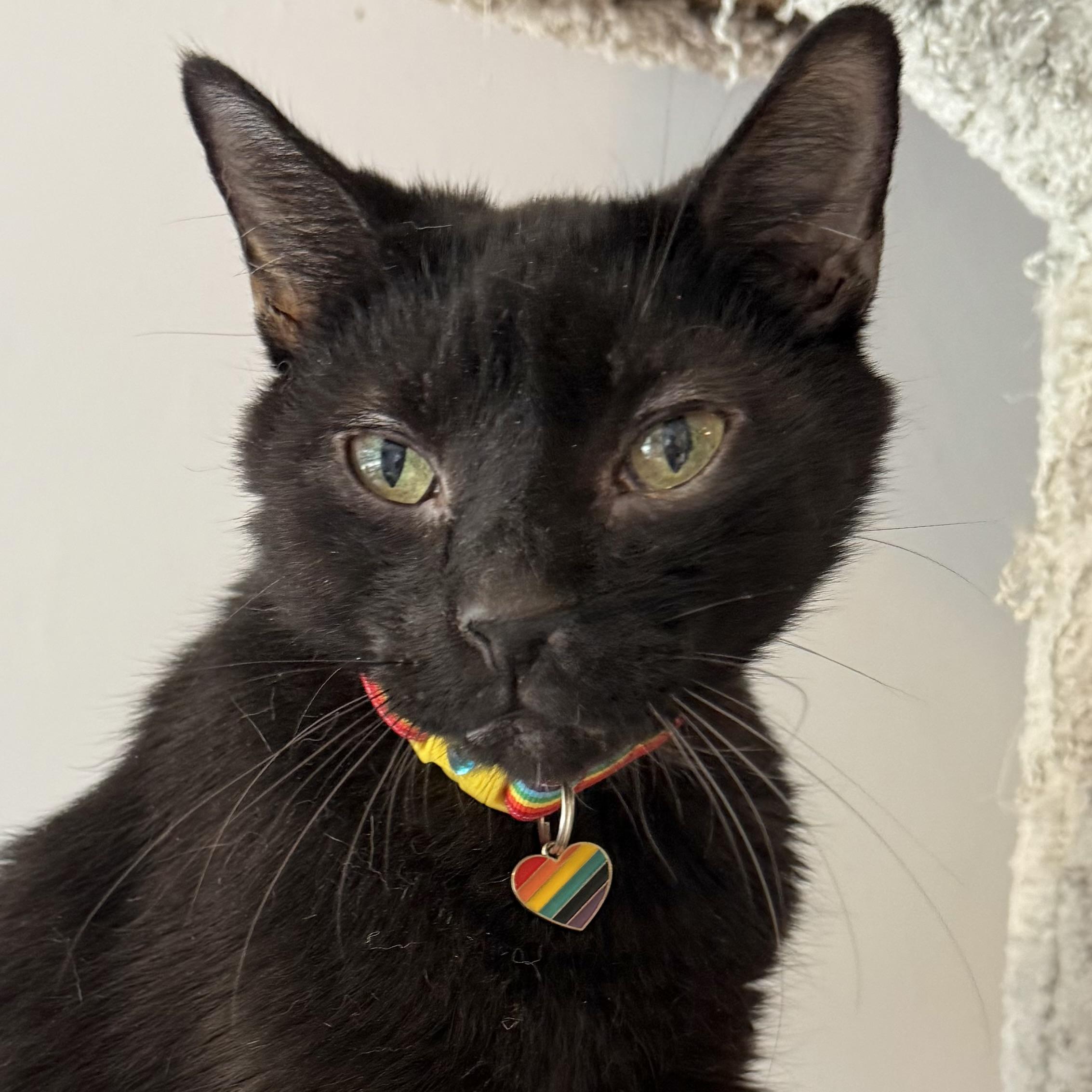 Gomez, a Adoptable Domestic Short Hair in Victor, NY image 2/6