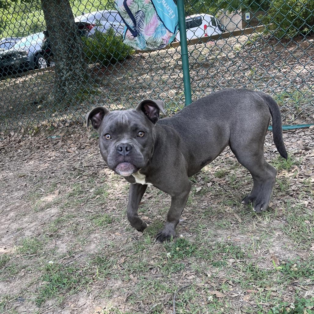 Calypso 26-041, Adoptable, Young Female American Staffordshire Terrier & Mixed Breed.