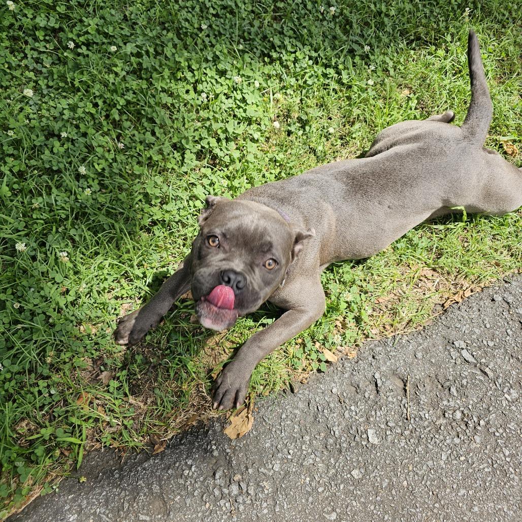 Calypso 26-041, a Adoptable mixed breed in Little Rock, AR image 3/6