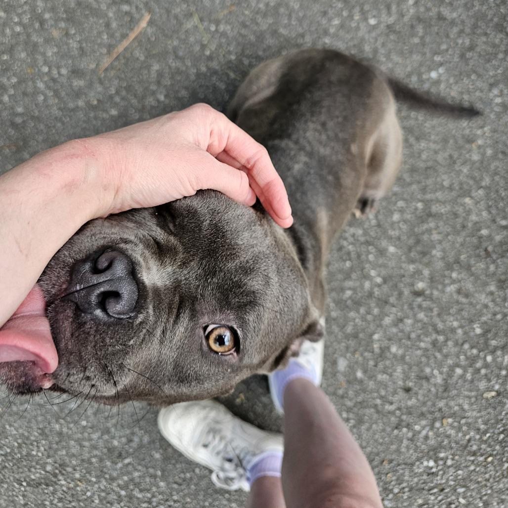 Calypso 26-041, a Adoptable mixed breed in Little Rock, AR image 4/6