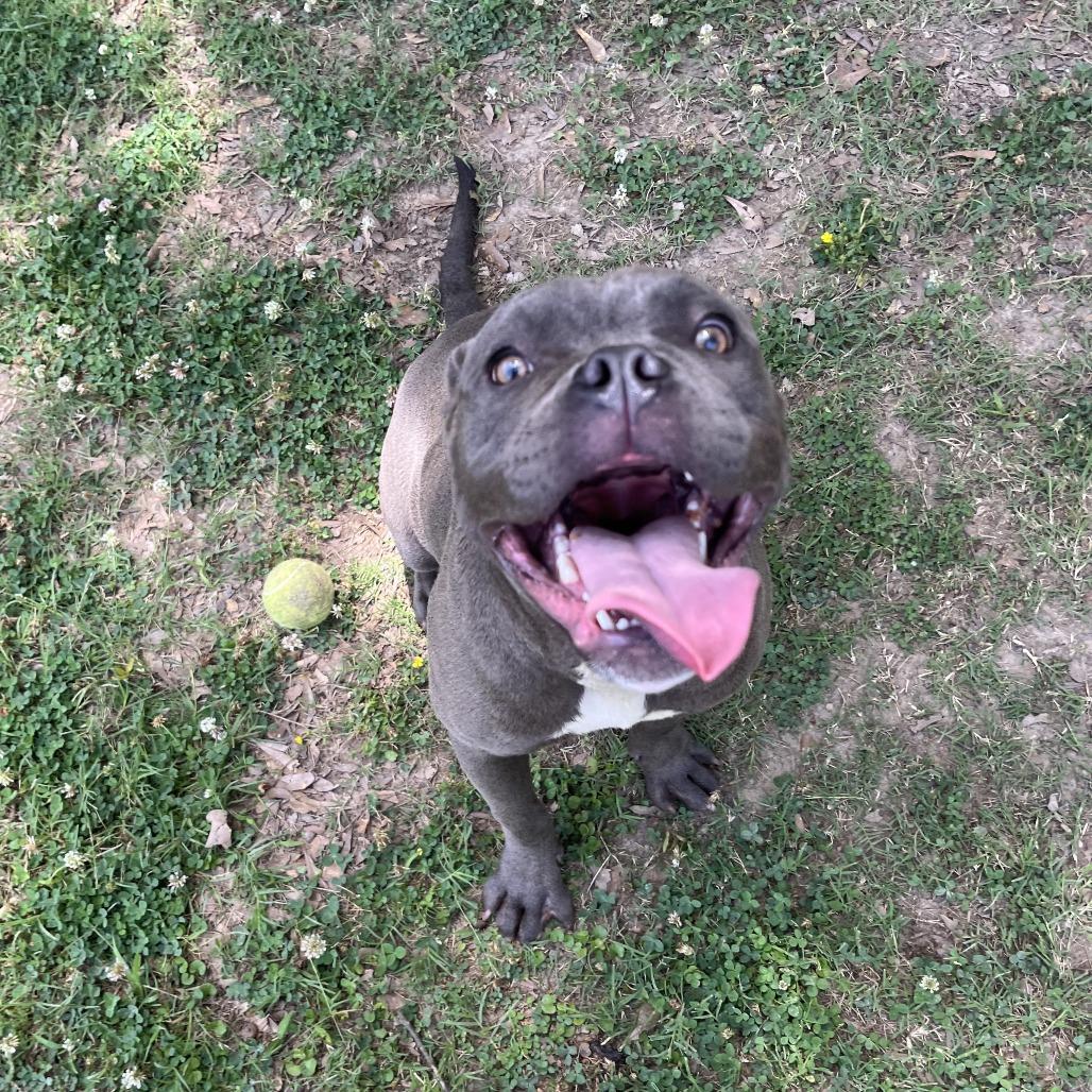 Calypso 26-041, a Adoptable mixed breed in Little Rock, AR image 5/6
