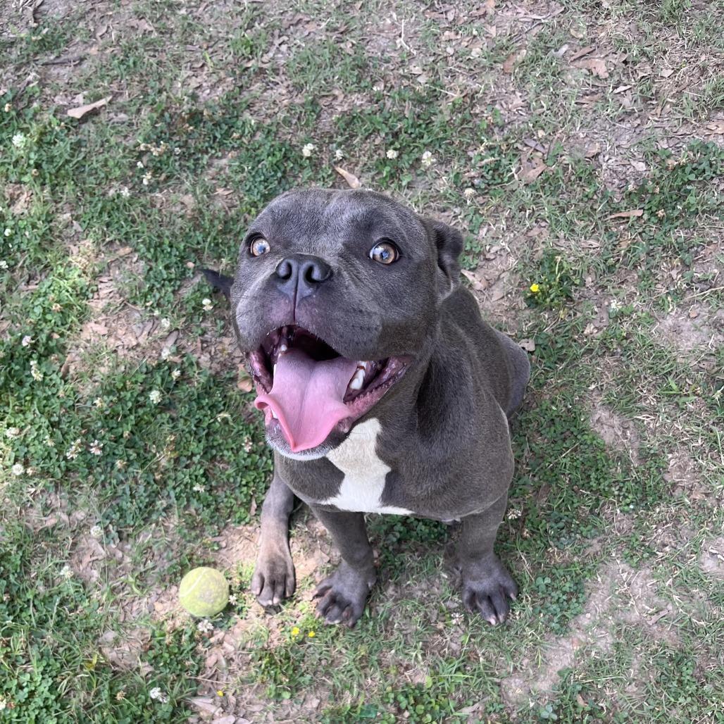 Calypso 26-041, a Adoptable mixed breed in Little Rock, AR image 6/6