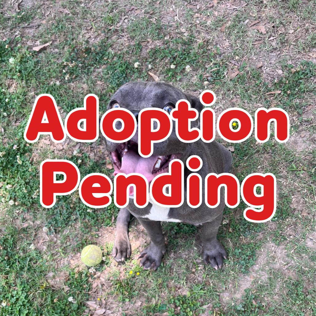 Calypso 26-041, Adoptable, Young Female American Staffordshire Terrier & Mixed Breed.