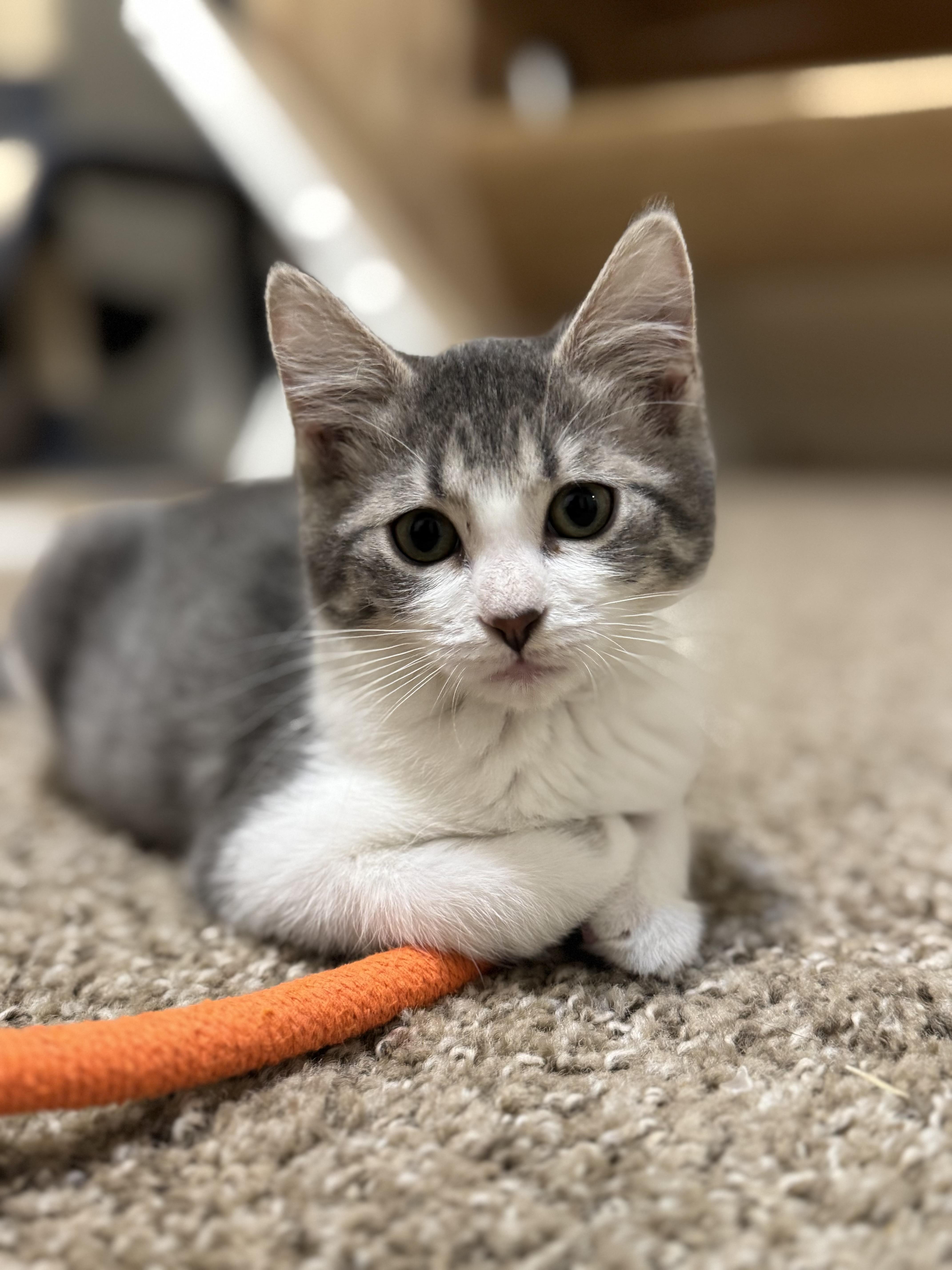 Meenie, Adoptable, Kitten Female Domestic Short Hair.